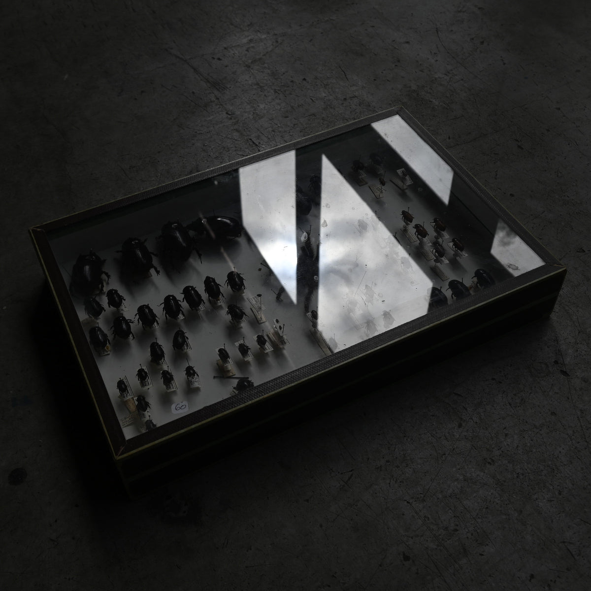 Cabinet de Curiosités"DEYROLLE"｛RB-00301｝