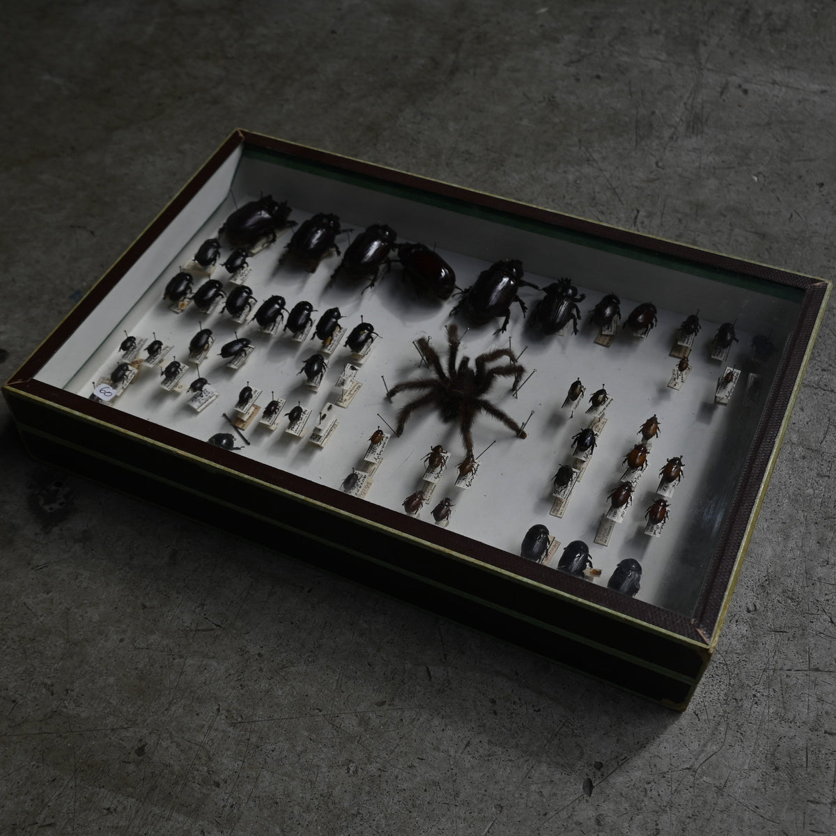 Cabinet de Curiosités"DEYROLLE"｛RB-00301｝