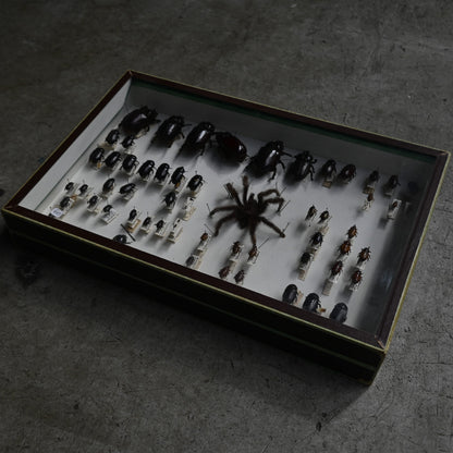 Cabinet de Curiosités"DEYROLLE"｛RB-00301｝
