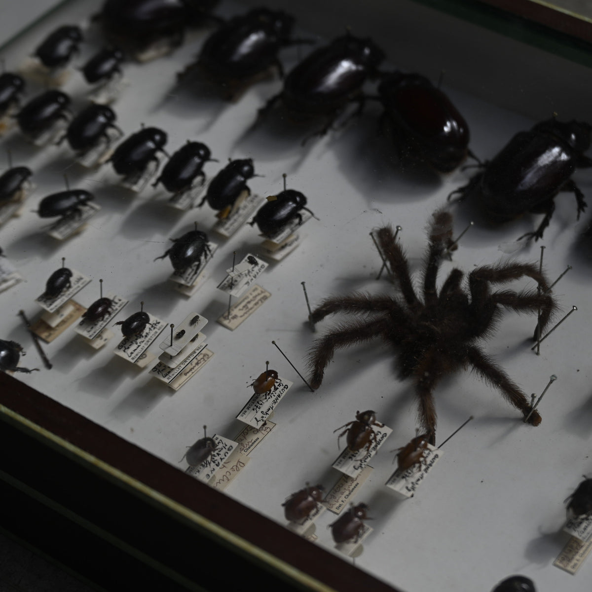 Cabinet de Curiosités"DEYROLLE"｛RB-00301｝