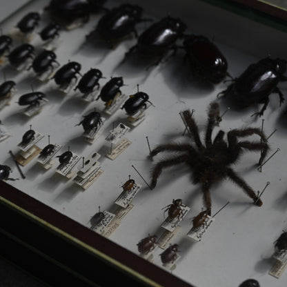 Cabinet de Curiosités"DEYROLLE"｛RB-00301｝