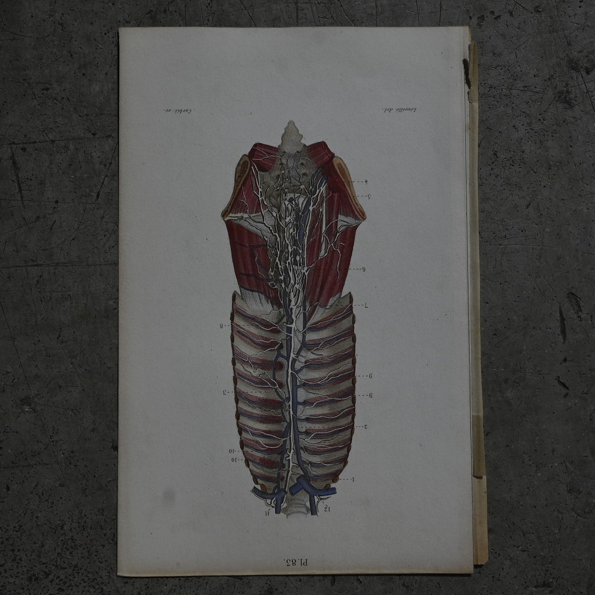 Anatomical Print – Human Torso  PI.83｛RB-01122｝