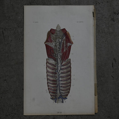 Anatomical Print – Human Torso  PI.83｛RB-01122｝