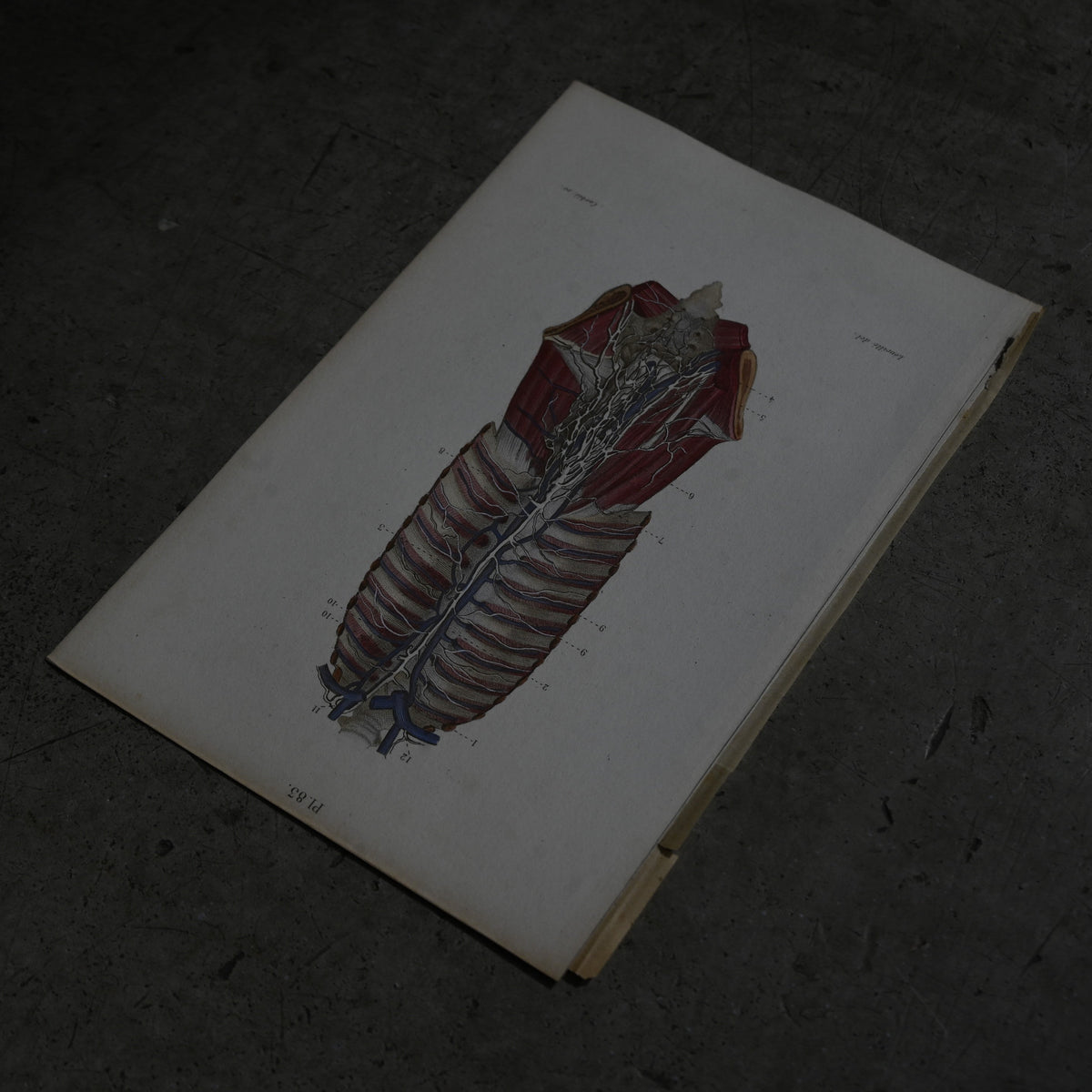 Anatomical Print – Human Torso  PI.83｛RB-01122｝