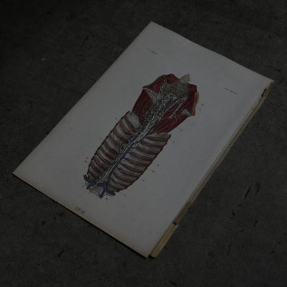 Anatomical Print – Human Torso  PI.83｛RB-01122｝