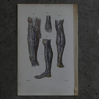 Anatomical Print – Veins of the Lower Limbs  PI.74｛RB-01120｝