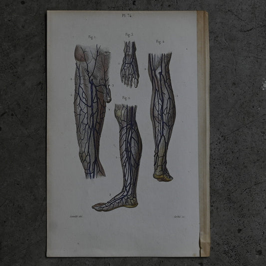 Anatomical Print – Veins of the Lower Limbs  PI.74｛RB-01120｝
