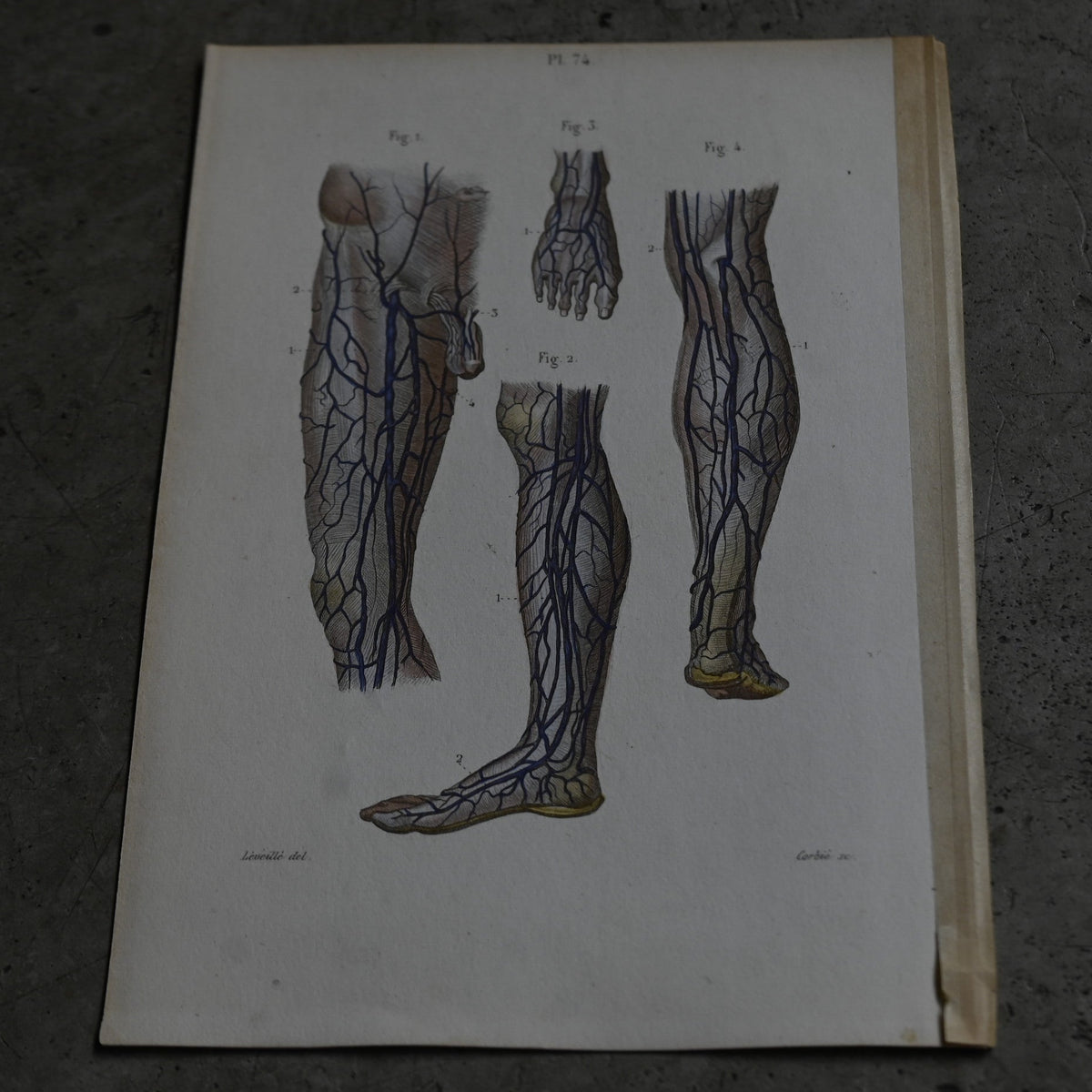Anatomical Print – Veins of the Lower Limbs  PI.74｛RB-01120｝