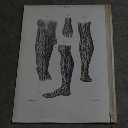 Anatomical Print – Veins of the Lower Limbs  PI.74｛RB-01120｝