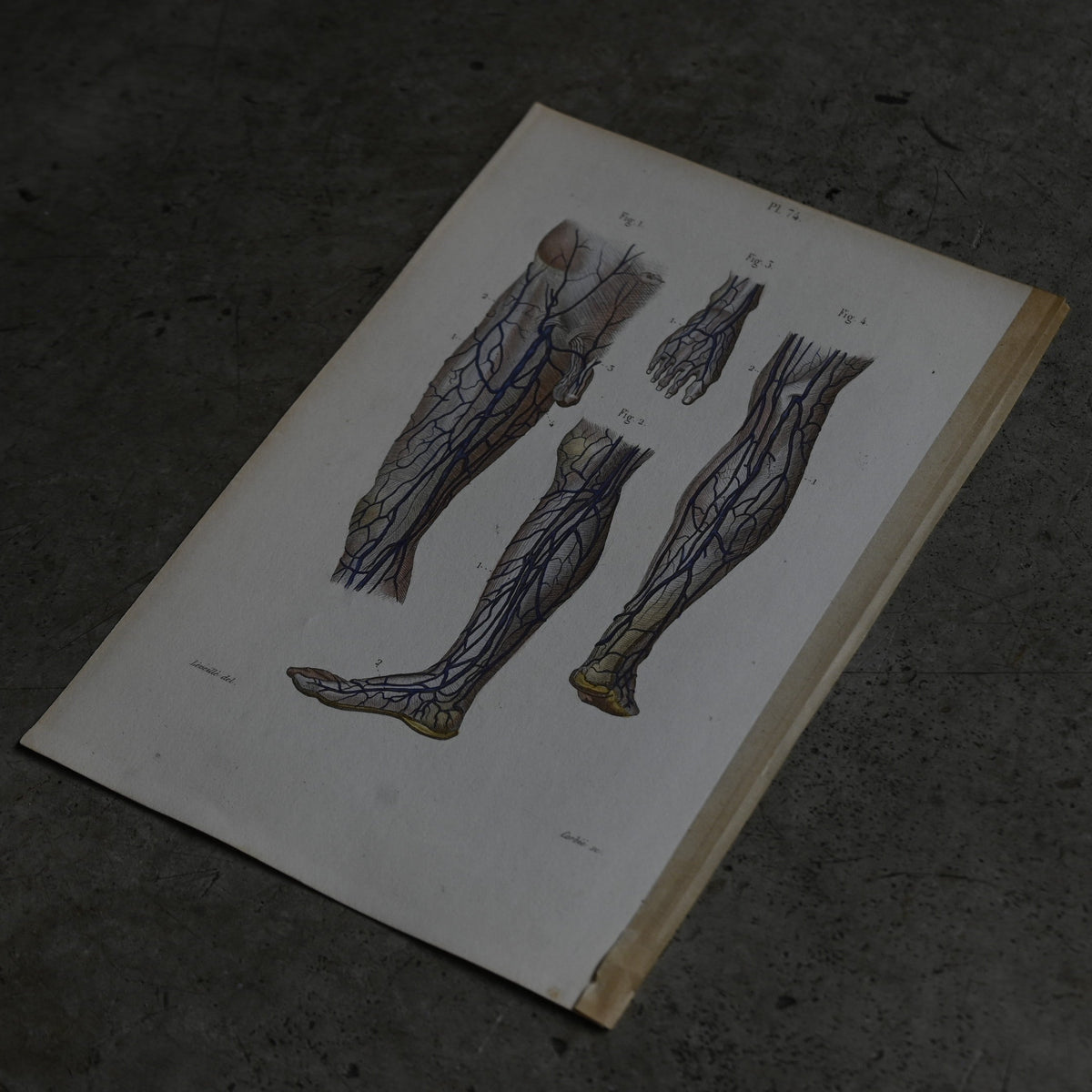 Anatomical Print – Veins of the Lower Limbs  PI.74｛RB-01120｝