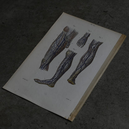 Anatomical Print – Veins of the Lower Limbs  PI.74｛RB-01120｝