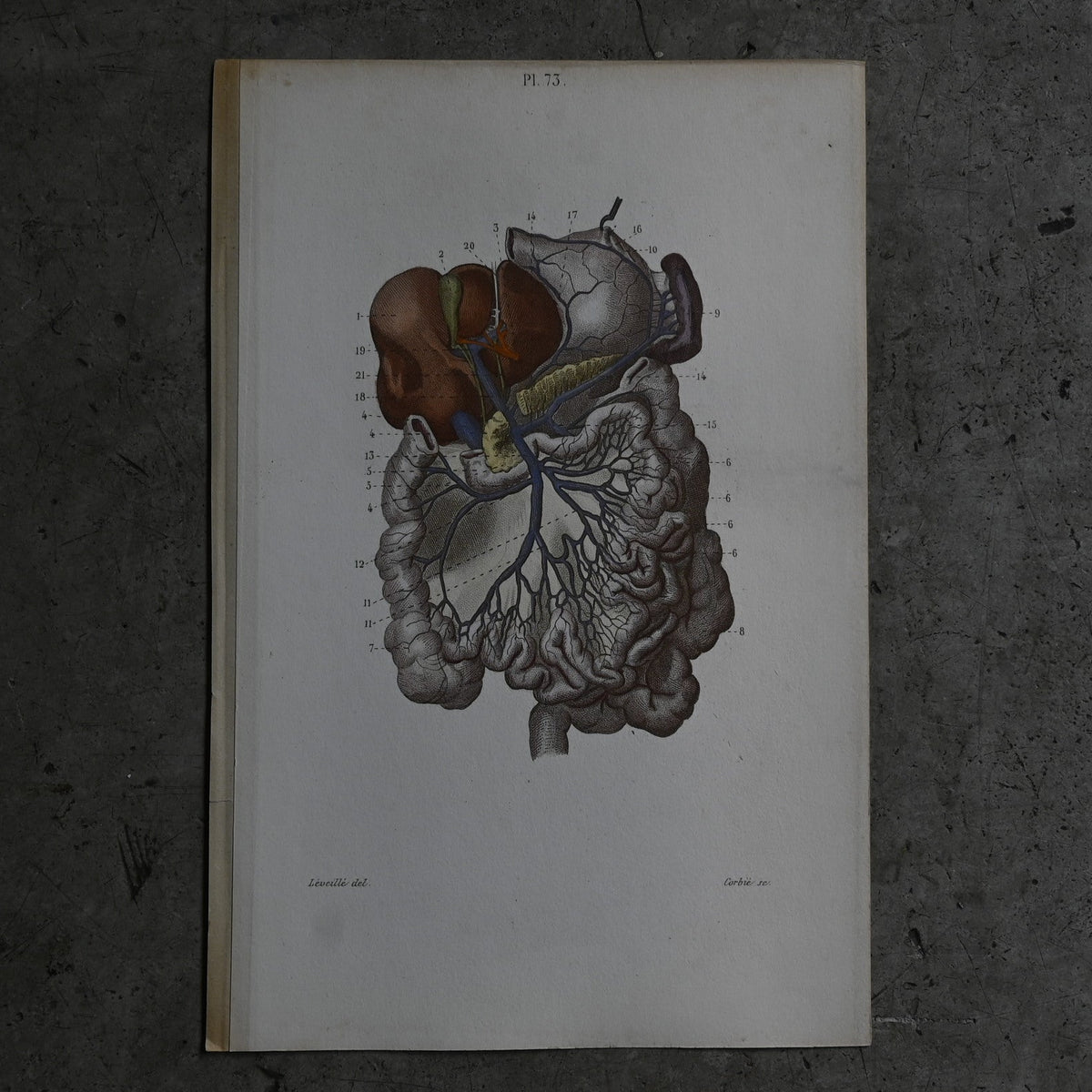 Anatomical Print – Digestive System  PI.73｛RB-01119｝