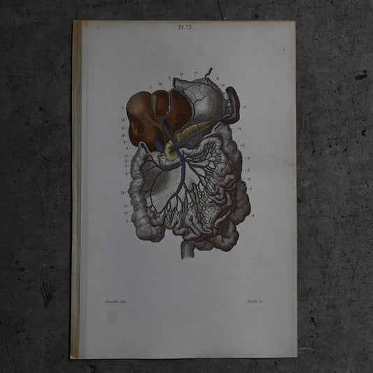 Anatomical Print – Digestive System  PI.73｛RB-01119｝