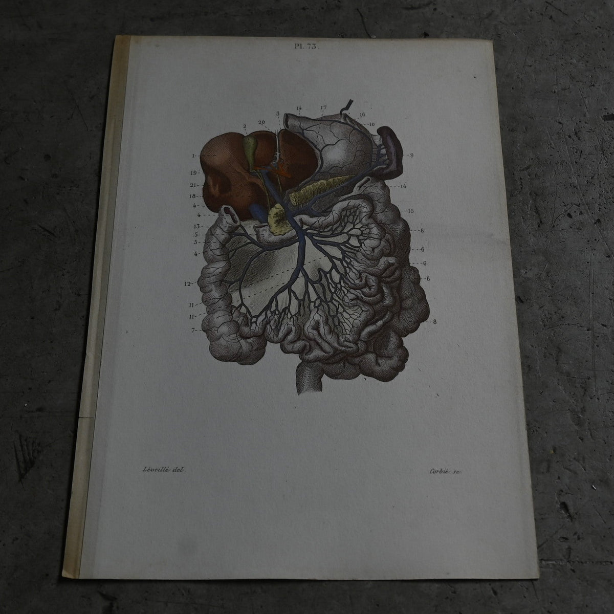 Anatomical Print – Digestive System  PI.73｛RB-01119｝