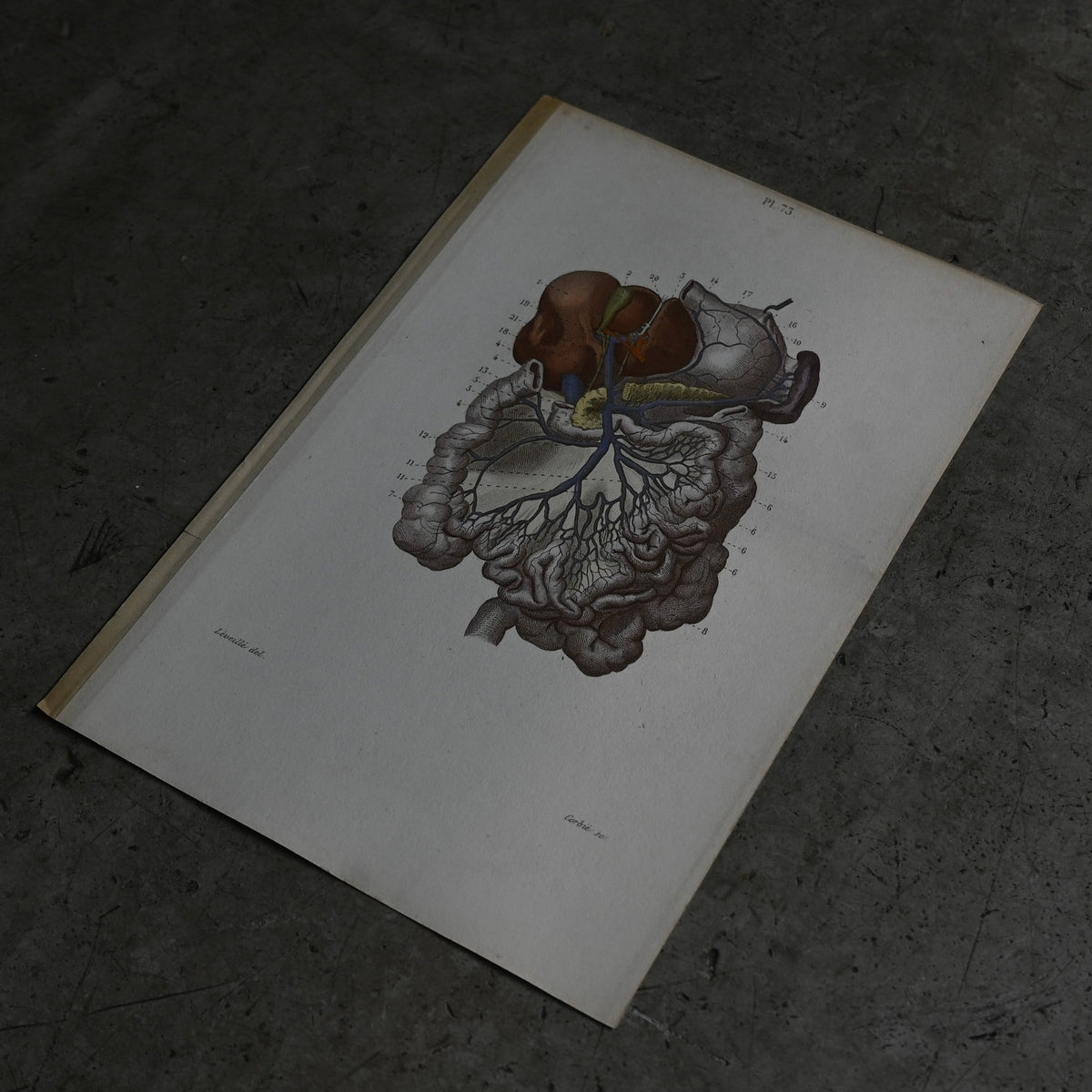 Anatomical Print – Digestive System  PI.73｛RB-01119｝