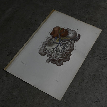 Anatomical Print – Digestive System  PI.73｛RB-01119｝
