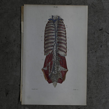 Anatomical Print – Human Torso  PI.83｛RB-01122｝