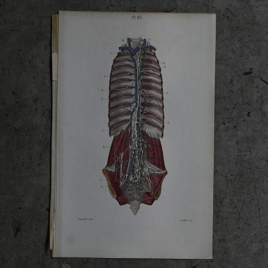 Anatomical Print – Human Torso  PI.83｛RB-01122｝