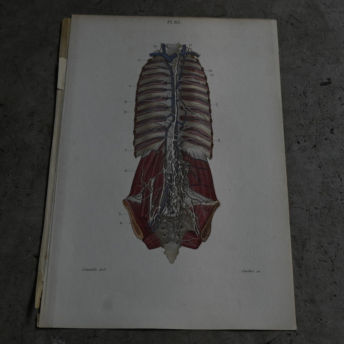 Anatomical Print – Human Torso  PI.83｛RB-01122｝