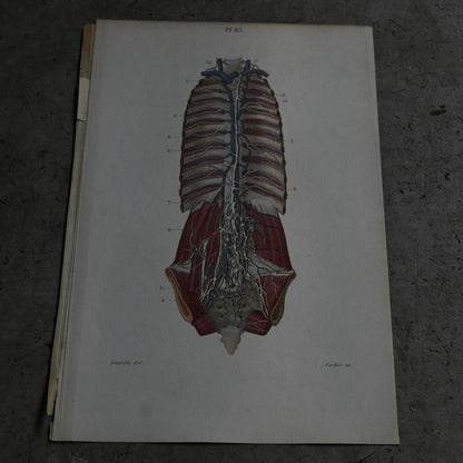 Anatomical Print – Human Torso  PI.83｛RB-01122｝