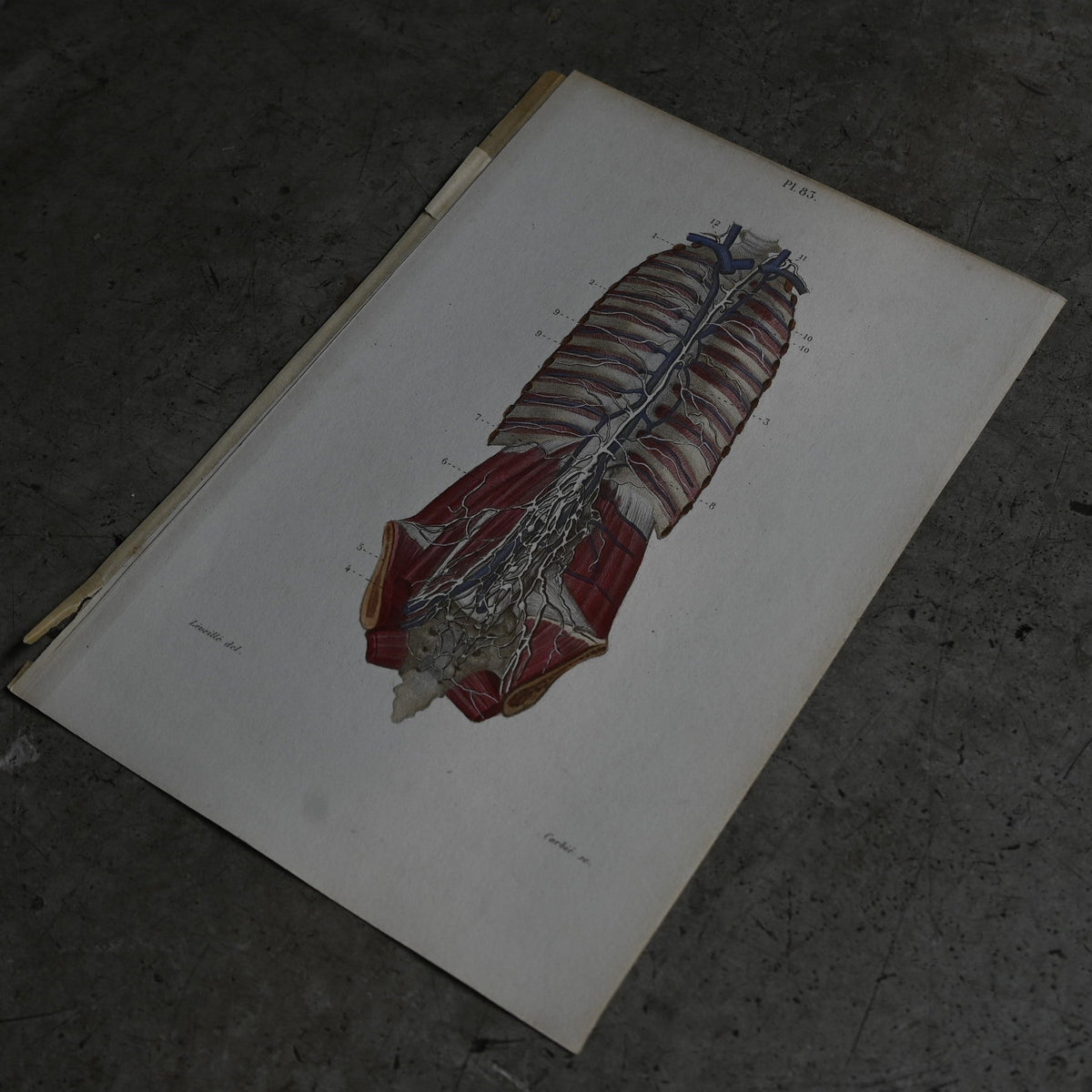 Anatomical Print – Human Torso  PI.83｛RB-01122｝