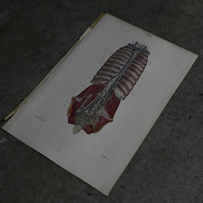Anatomical Print – Human Torso  PI.83｛RB-01122｝