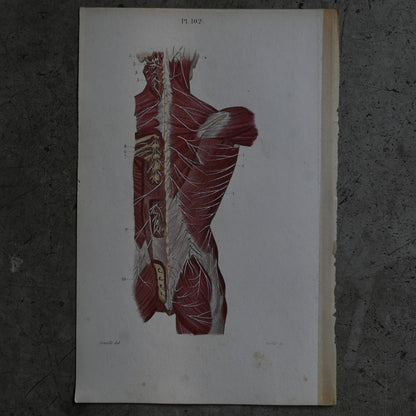 Anatomical Print – Back Muscles & Spinal Nerves  PI.102｛RB-01123｝