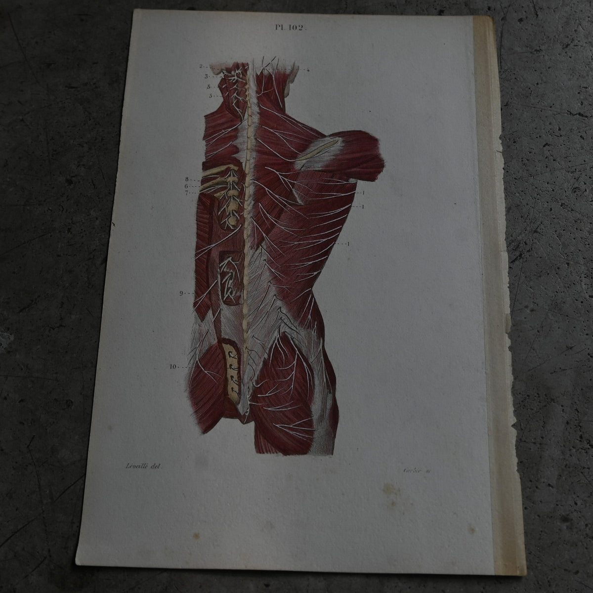 Anatomical Print – Back Muscles & Spinal Nerves  PI.102｛RB-01123｝