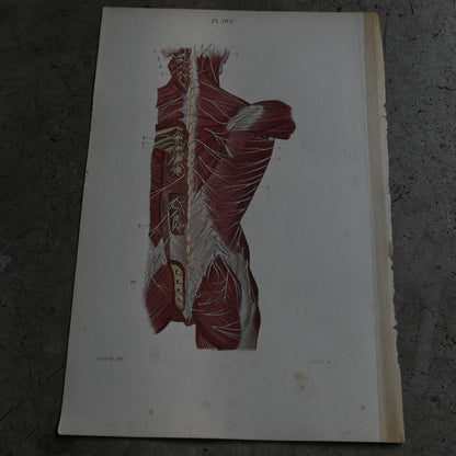 Anatomical Print – Back Muscles & Spinal Nerves  PI.102｛RB-01123｝