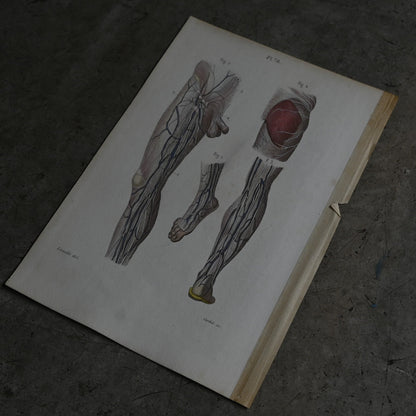 Anatomical Print – eins of the Lower Limbs  PI.78｛RB-01121｝