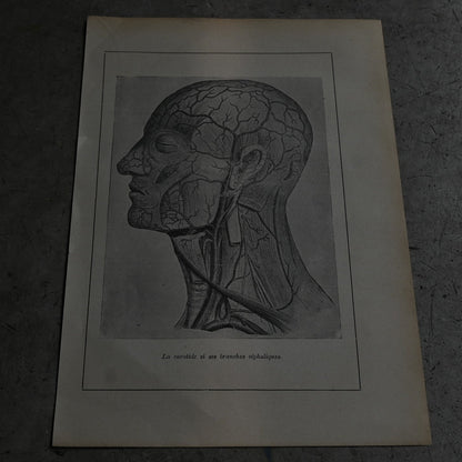 Medical Anatomy Print Ⅰ｛RB-01117｝