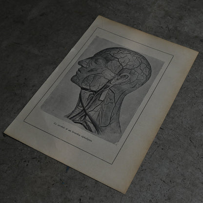 Medical Anatomy Print Ⅰ｛RB-01117｝