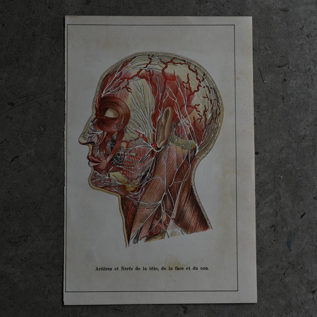 Medical Anatomy Print Ⅱ｛RB-01118｝