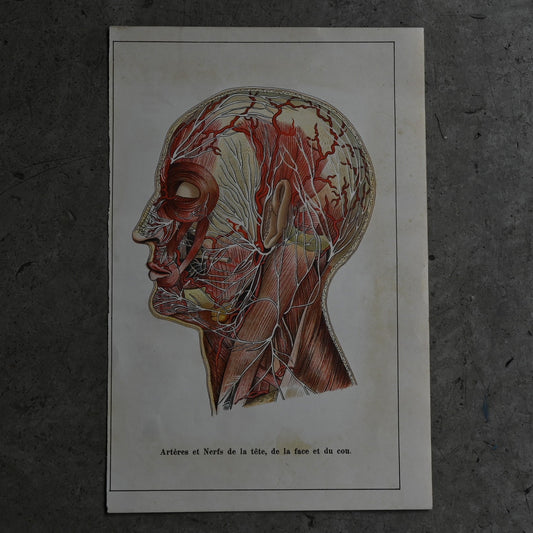 Medical Anatomy Print Ⅱ｛RB-01118｝