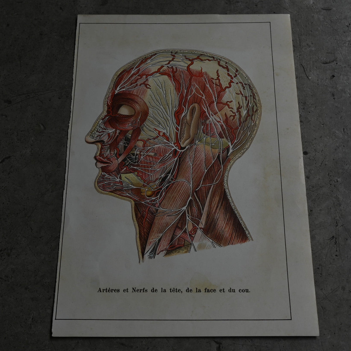 Medical Anatomy Print Ⅱ｛RB-01118｝