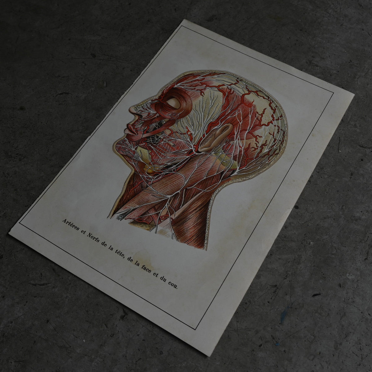 Medical Anatomy Print Ⅱ｛RB-01118｝