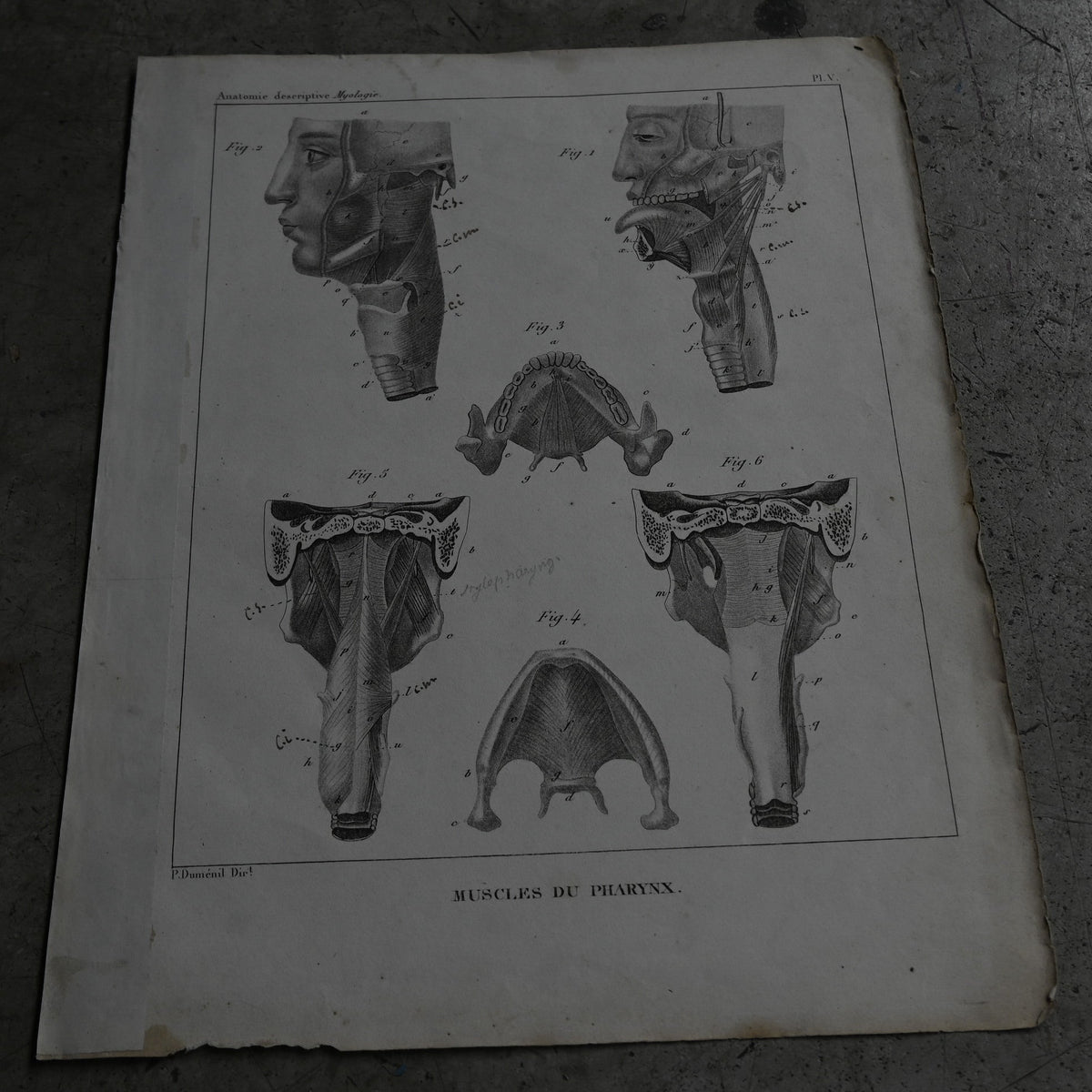 Anatomie descriptive Print  PI.Ⅴ｛RB-01125｝