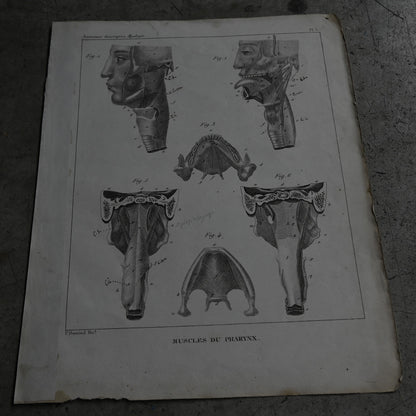 Anatomie descriptive Print  PI.Ⅴ｛RB-01125｝