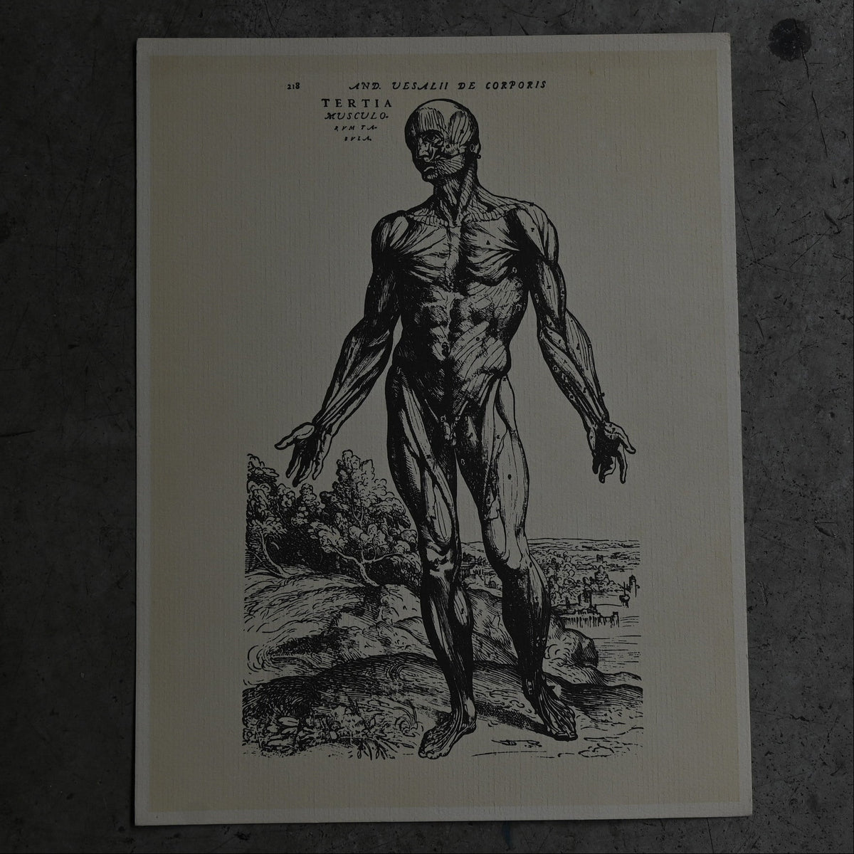 Medical advertisements Ⅱ｛RB-01111｝