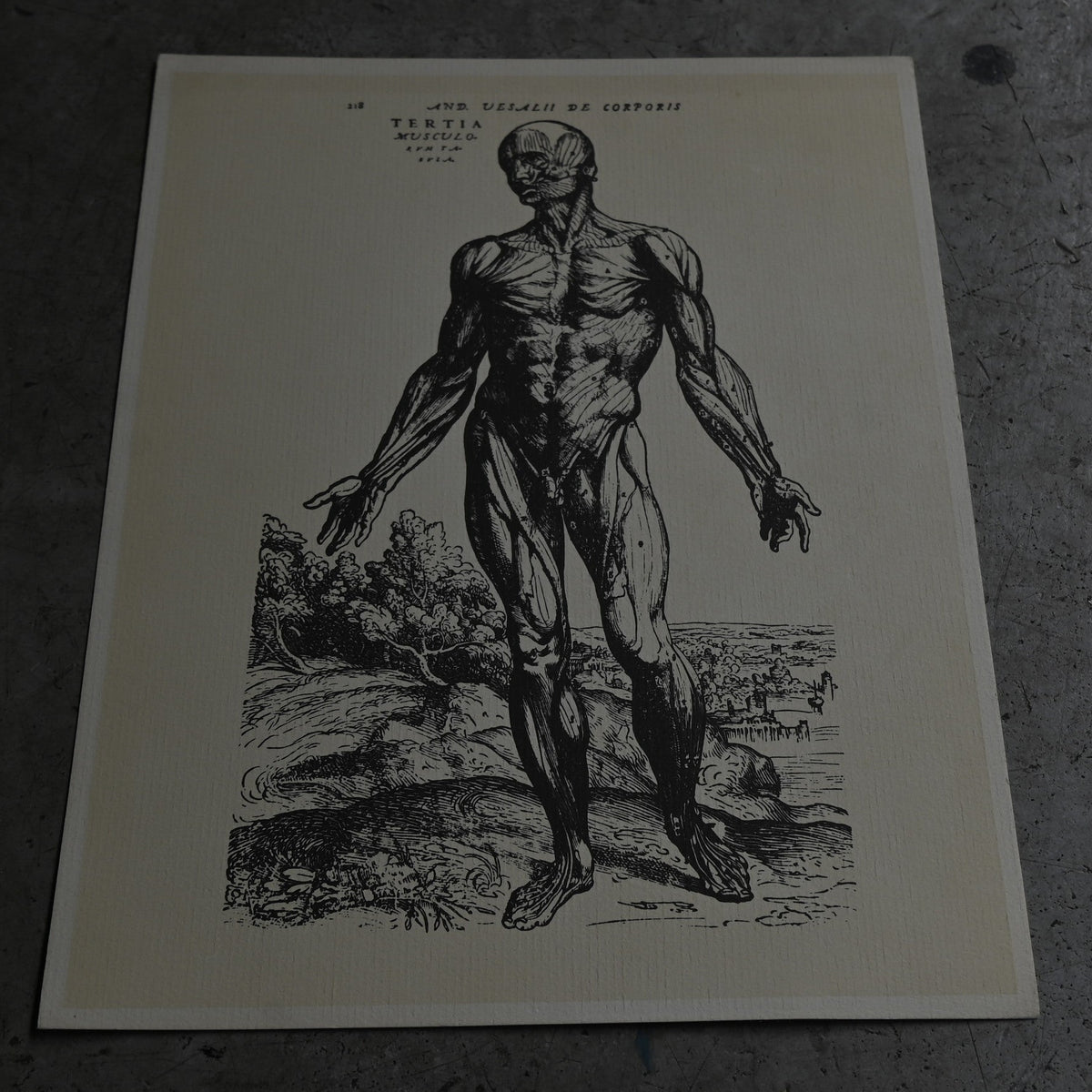Medical advertisements Ⅱ｛RB-01111｝