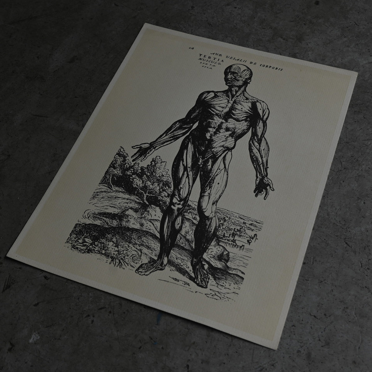 Medical advertisements Ⅱ｛RB-01111｝