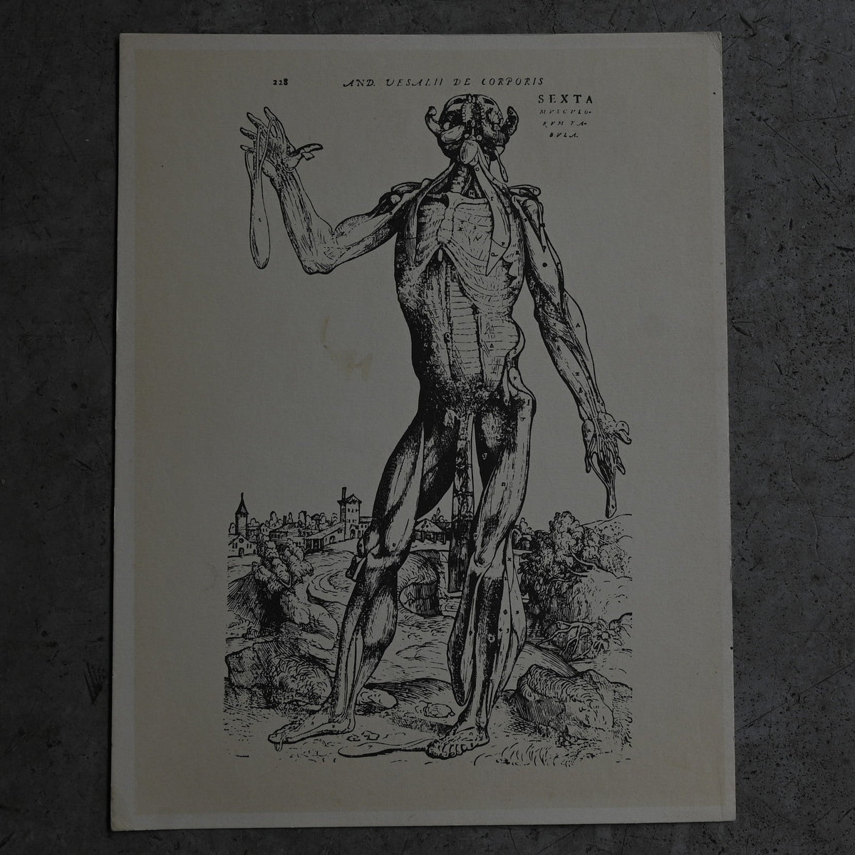 Medical advertisements Ⅲ｛RB-01112｝