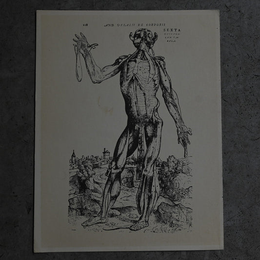 Medical advertisements Ⅲ｛RB-01112｝