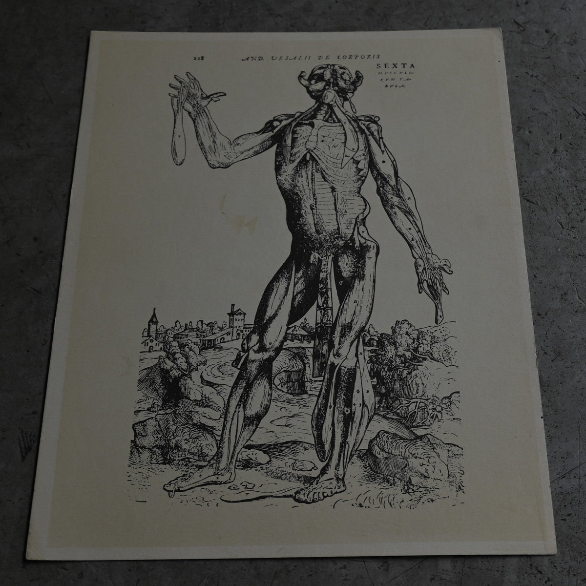 Medical advertisements Ⅲ｛RB-01112｝