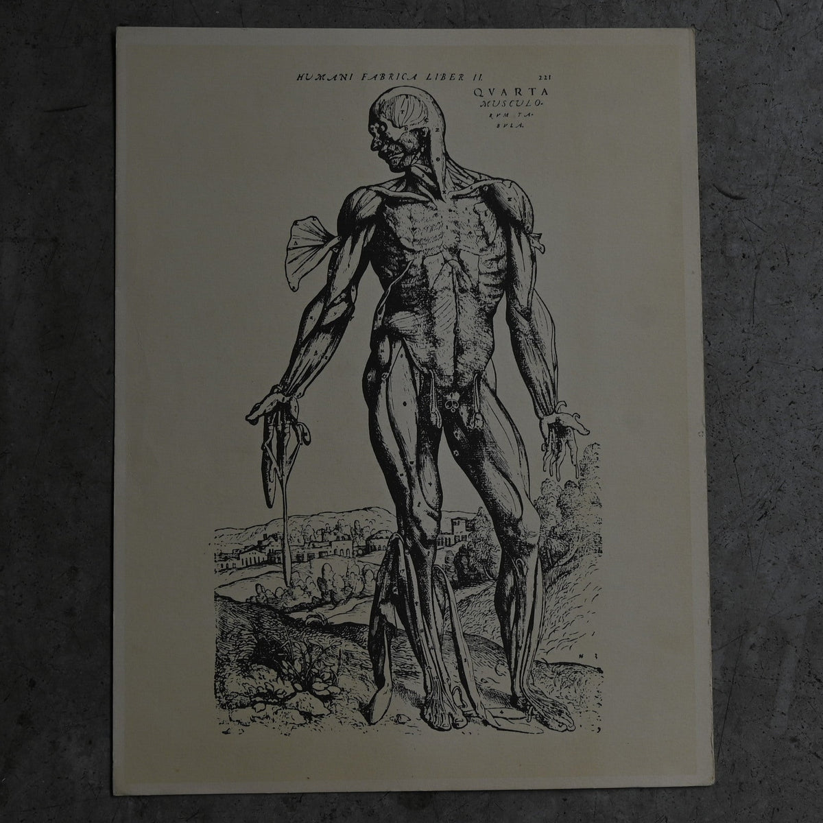 Medical advertisements Ⅳ｛RB-01113｝