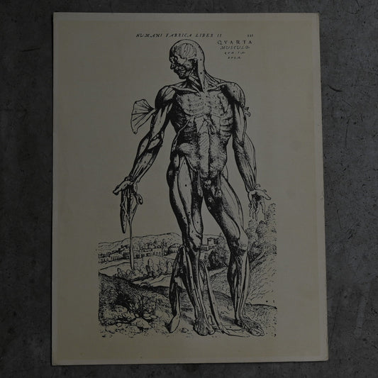 Medical advertisements Ⅳ｛RB-01113｝