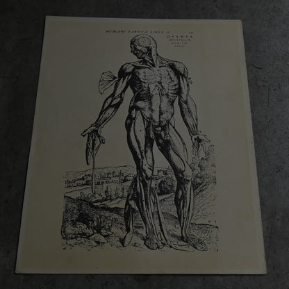 Medical advertisements Ⅳ｛RB-01113｝
