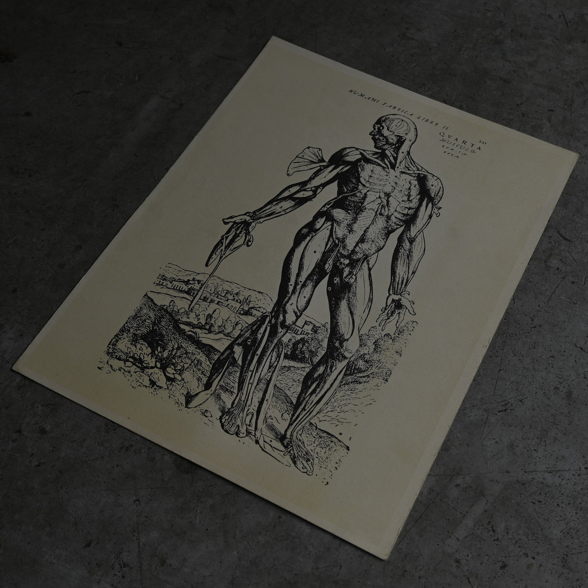 Medical advertisements Ⅳ｛RB-01113｝