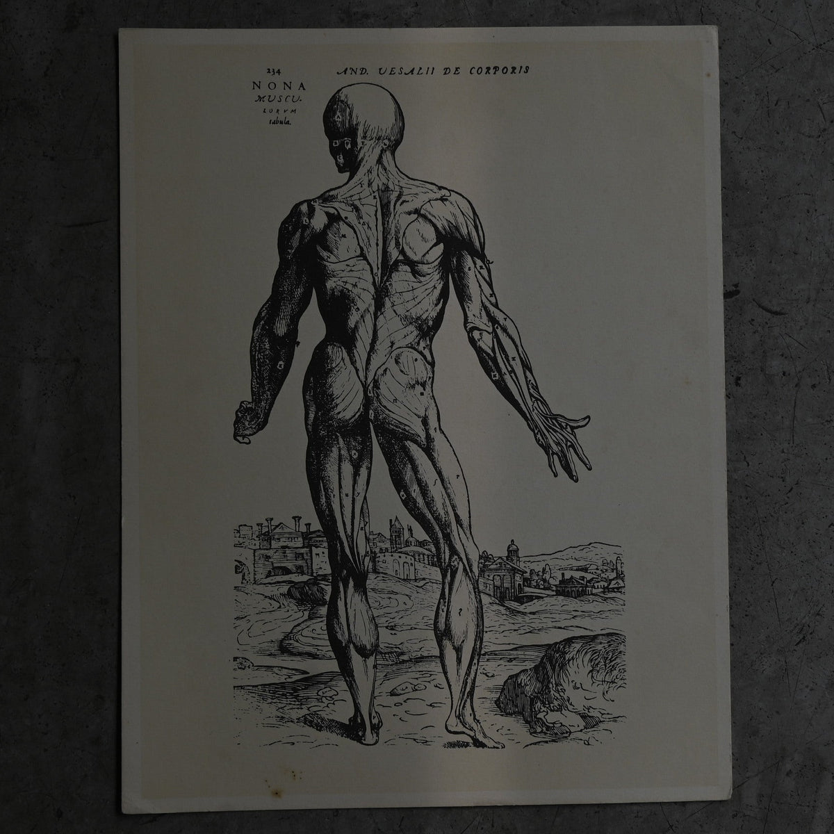 Medical advertisements Ⅴ｛RB-01114｝