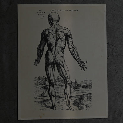 Medical advertisements Ⅴ｛RB-01114｝